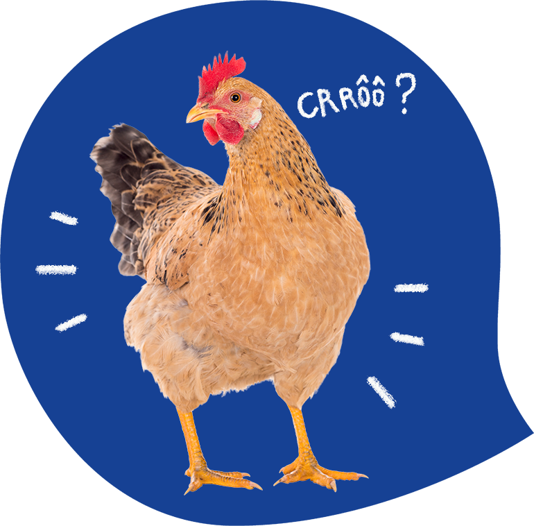 Adopte une poule ! Adopte une poule !