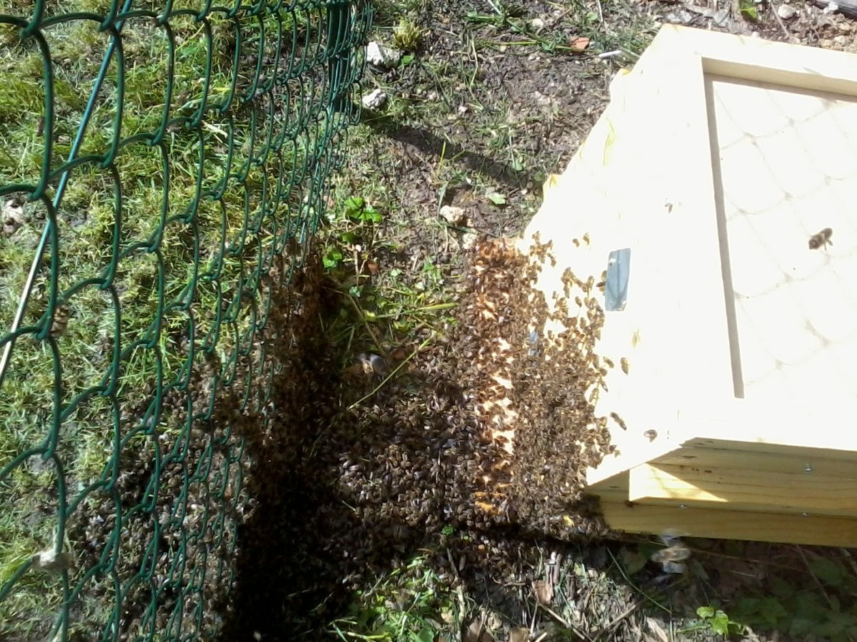 Les 1ères ruches sont arrivées sur la toiture végétalisée de la Biocoop d'Epône Les 1ères ruches sont arrivées sur la toiture végétalisée de la Biocoop d'Epône