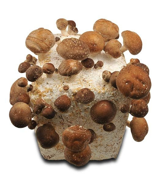 Faites poussez vos champigons ! Faites poussez vos champigons !
