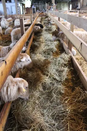 Dans la bergerie des brebis de Cravent